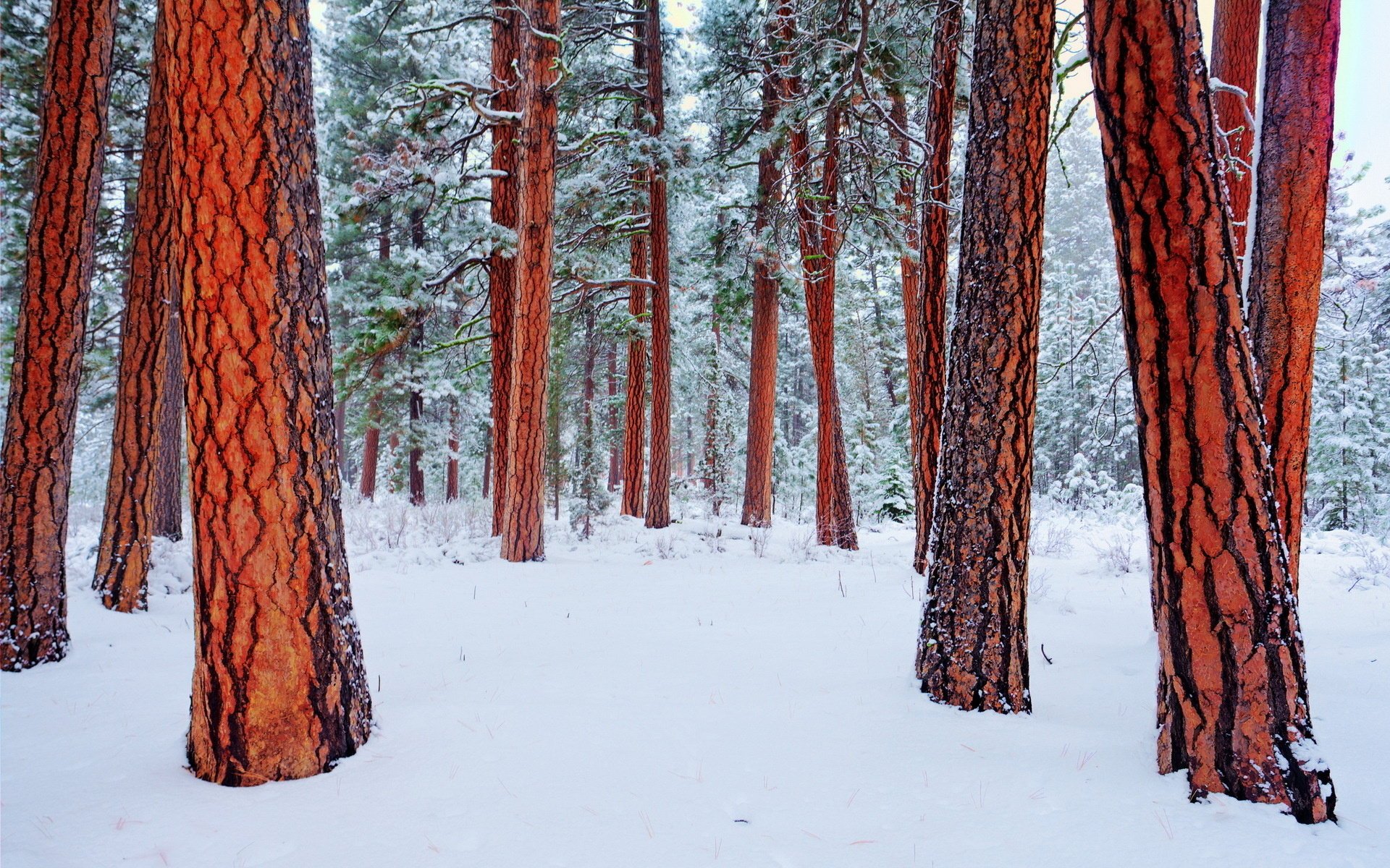 hiver nature arbres