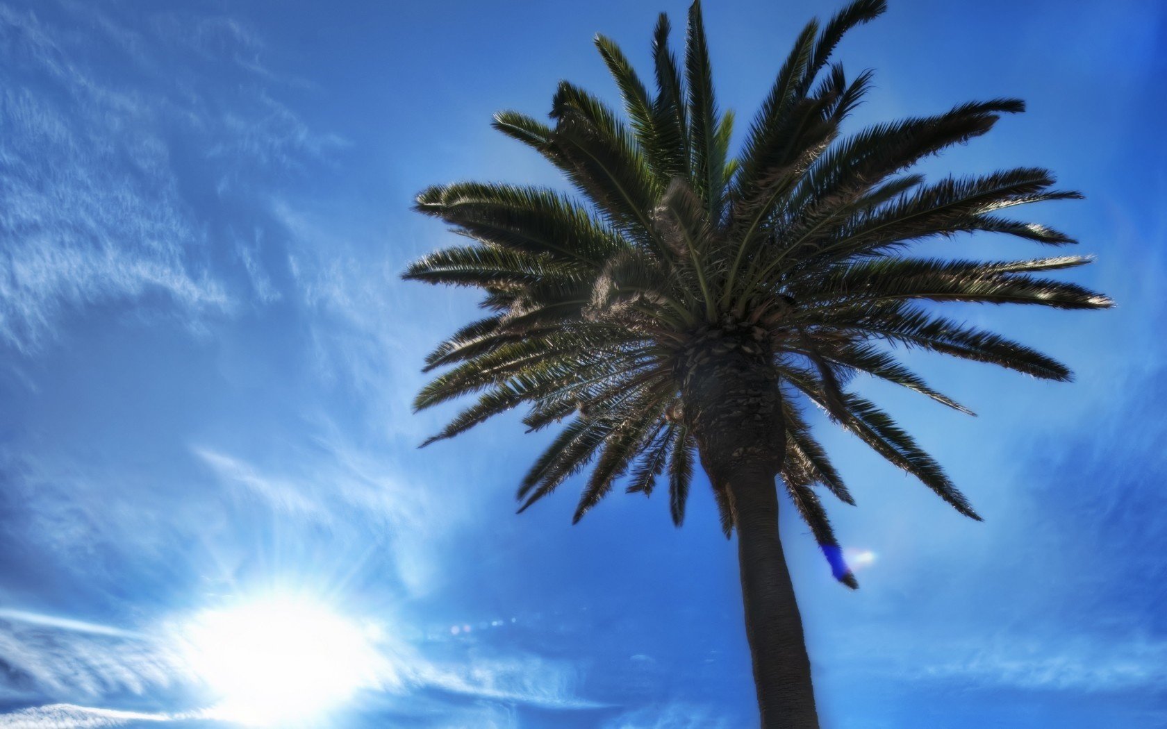 blau sonne himmel schönheit palme