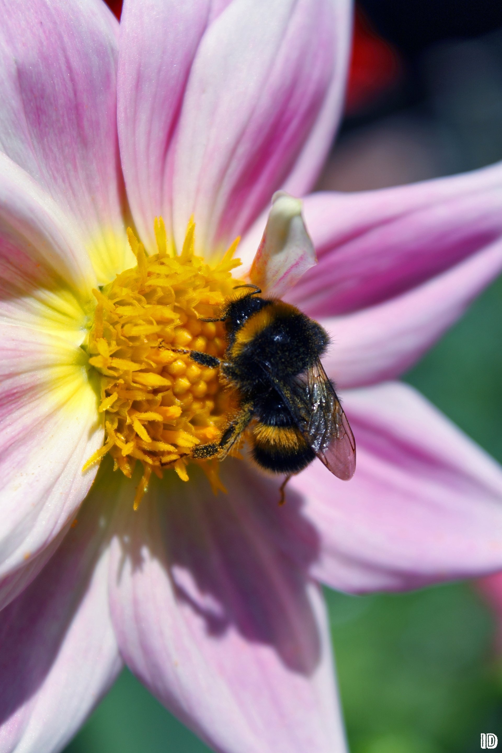 fleurs animaux nature gros plan quiti tvarini lito komakhi miel jmil peljustki photo