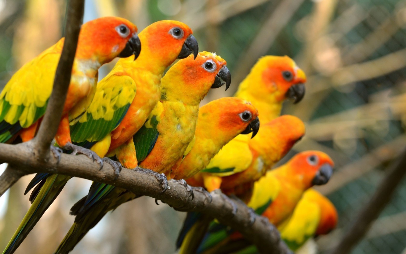 parrots beautiful trunk birds beautiful