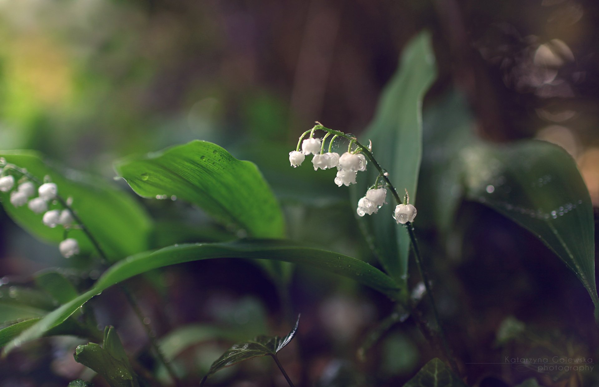 lilies of the valley ландыши цветы