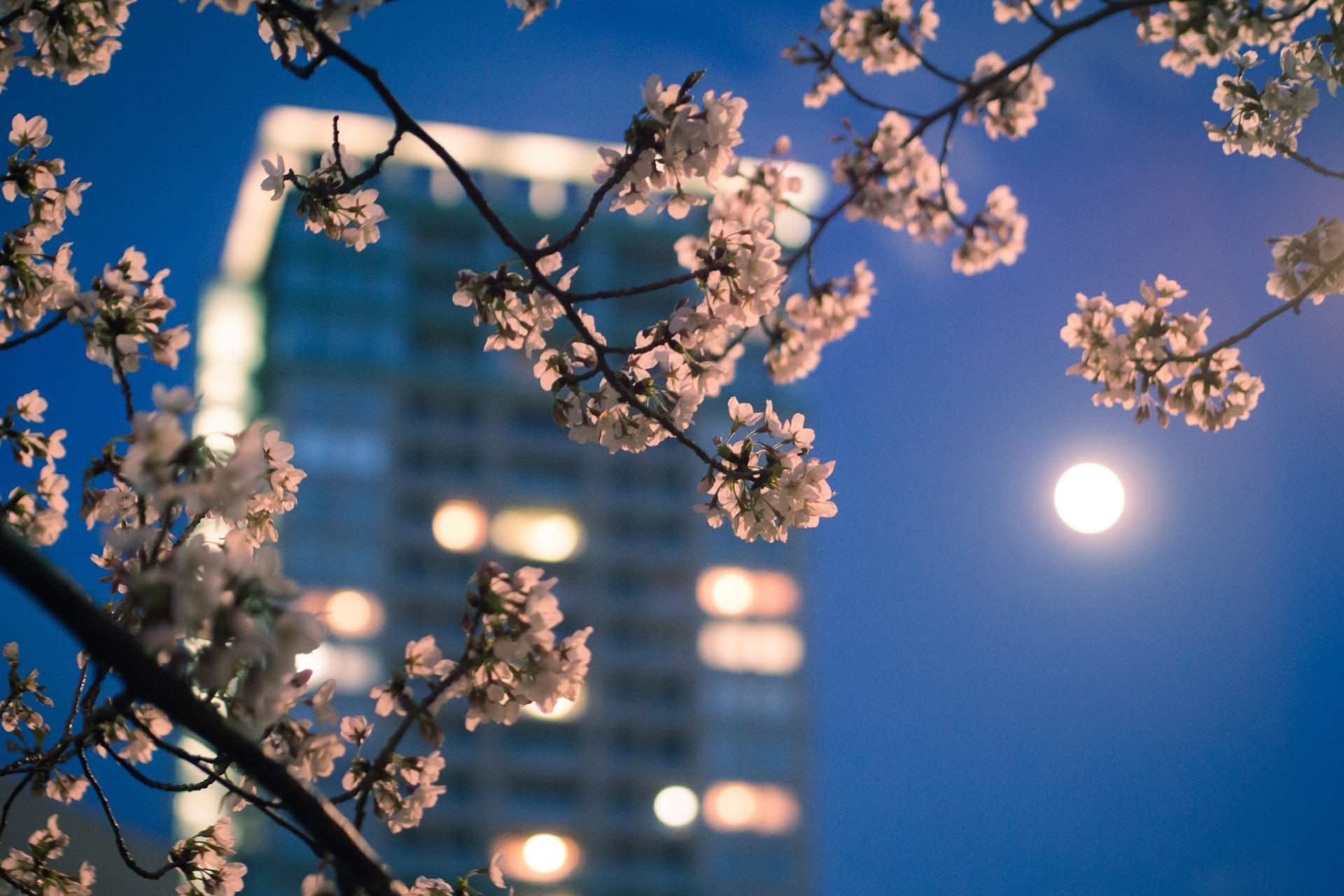 ciudad tokio japón primavera noche luces luna rama macro sakura color