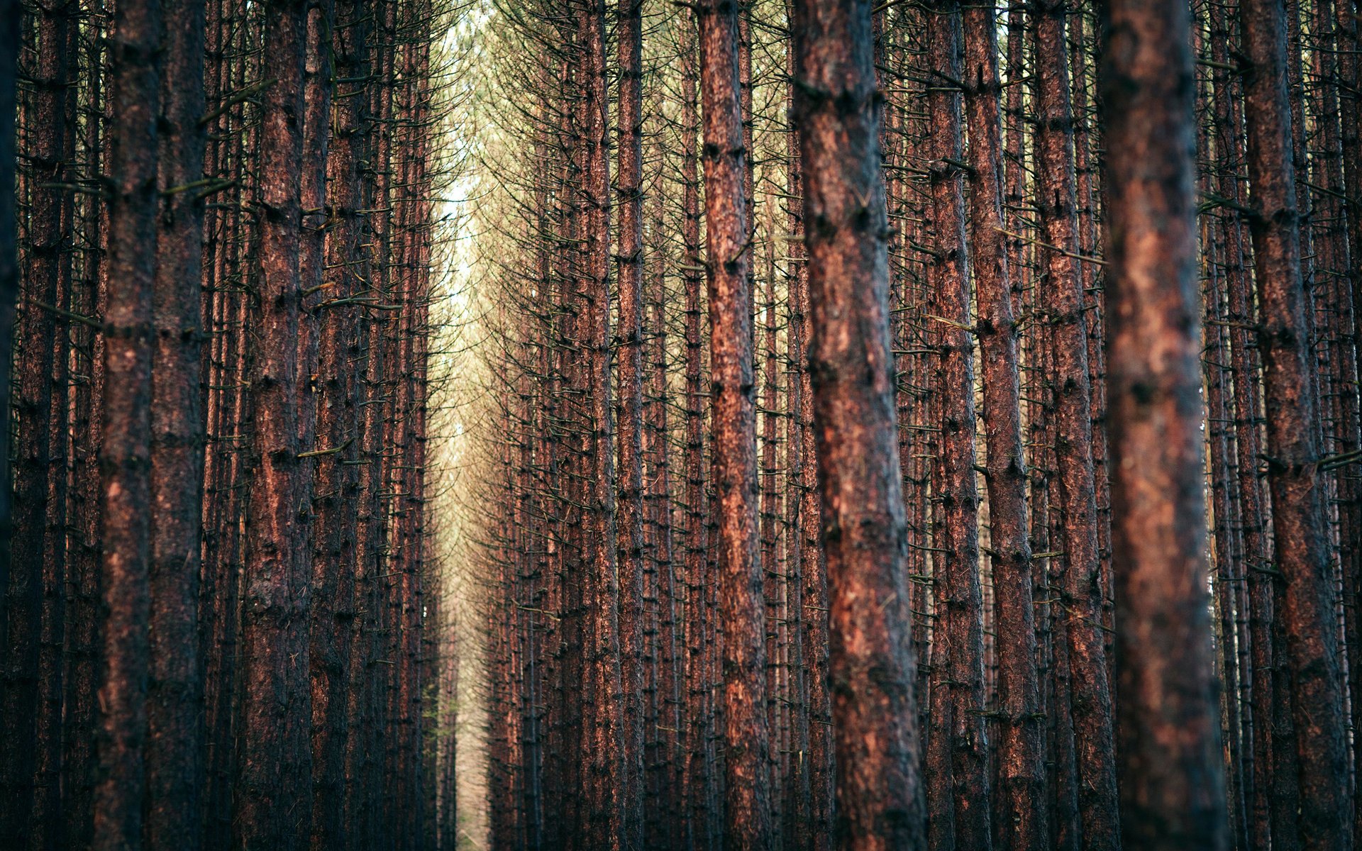 natura krajobraz las krajobraz drzewa drzewa natura gałęzie las