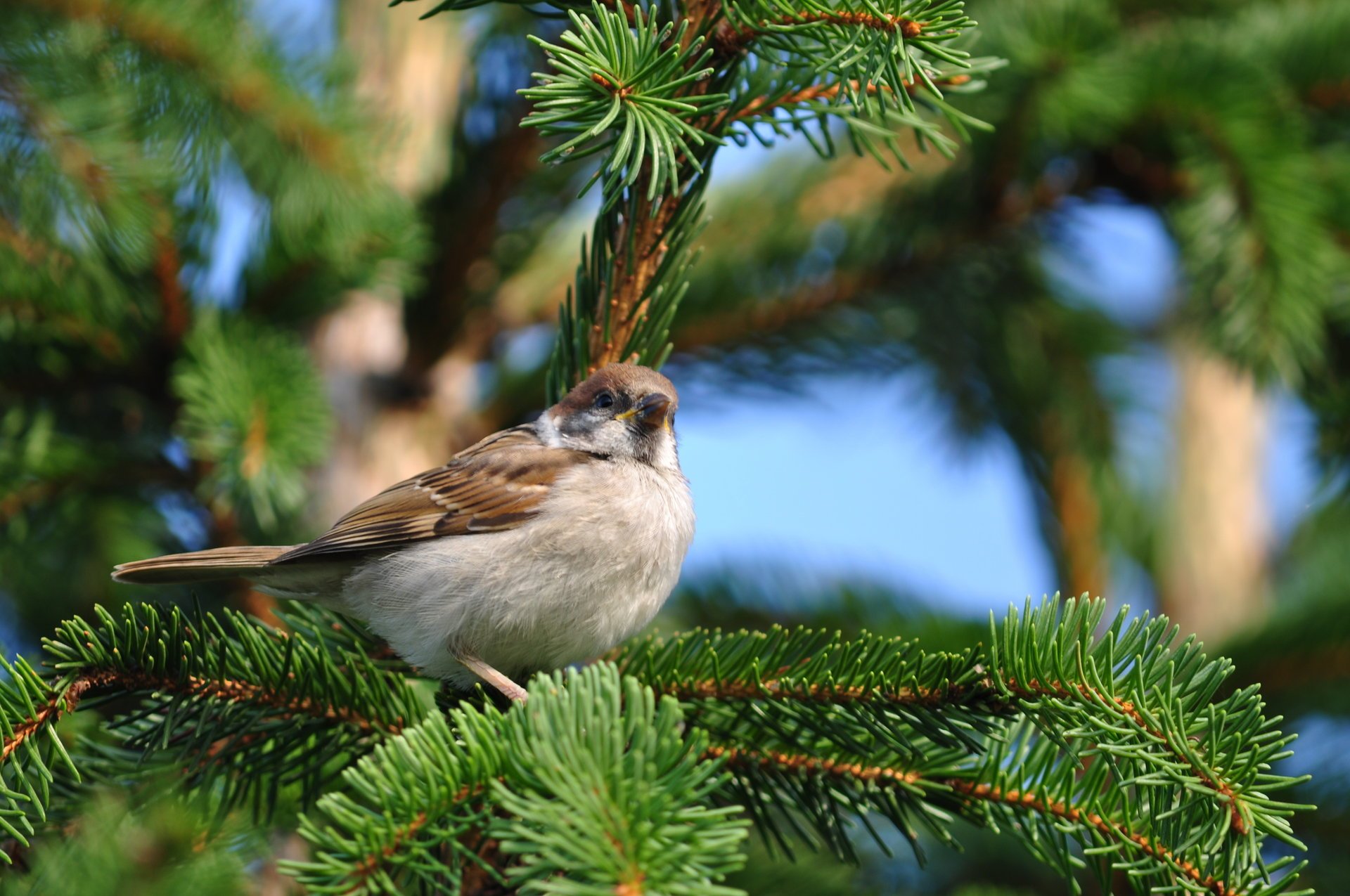 oiseau assis nature sapin moineau branche