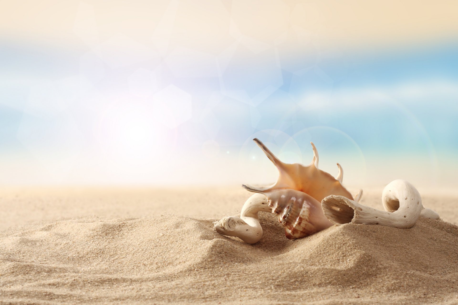 coquillage plage bois sable ciel