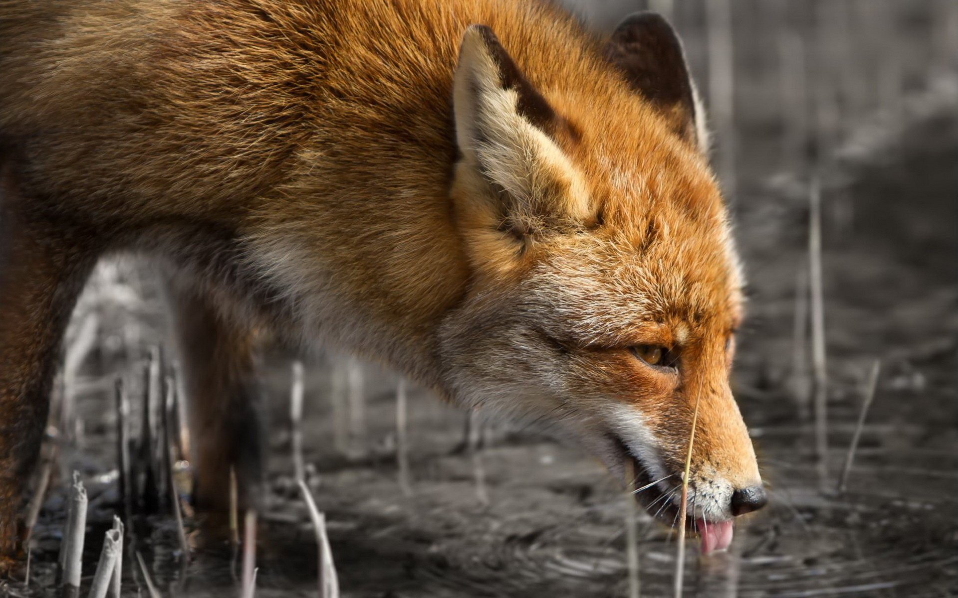 fuchs natur schönheit