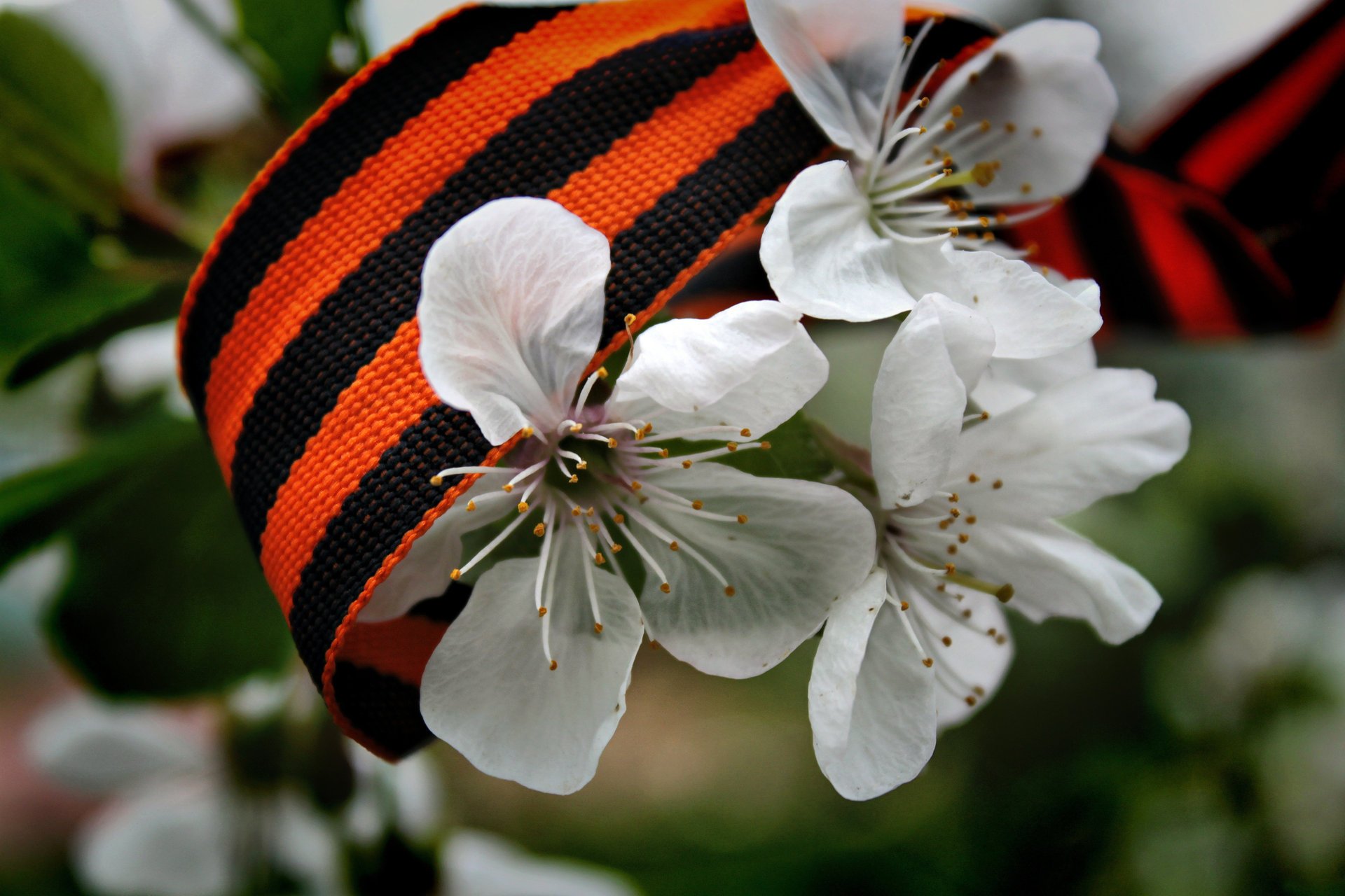 weiß blumen band tag des sieges st. georg frühling