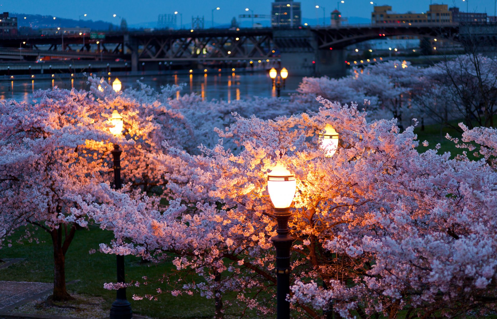 city spring night evening lanterns lights bridges river park trees bloom color