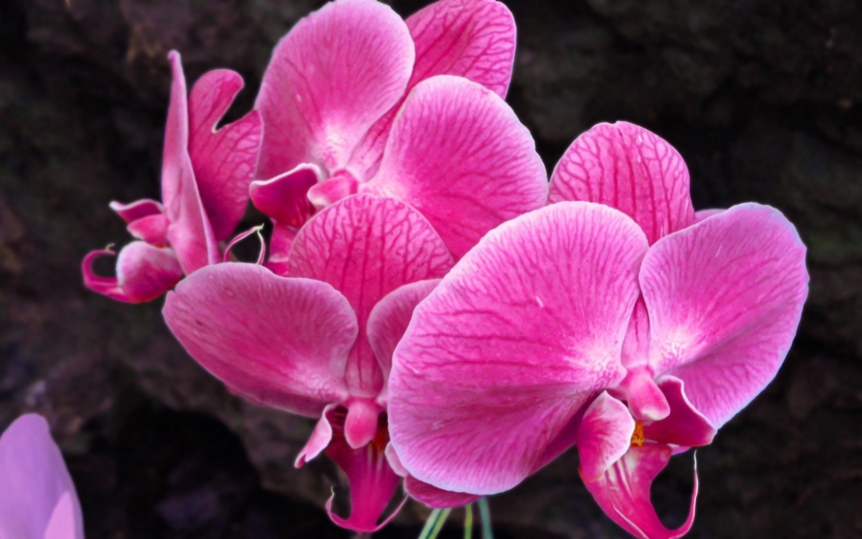 flower pink orchid