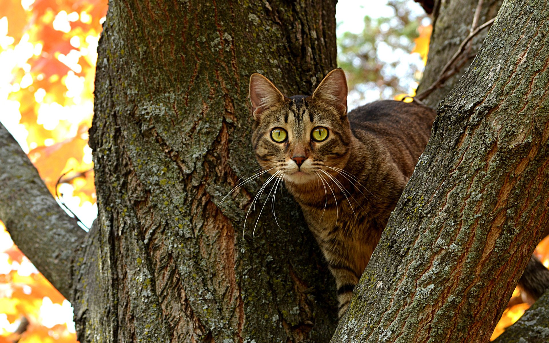 rami occhi tronco kote albero gatto