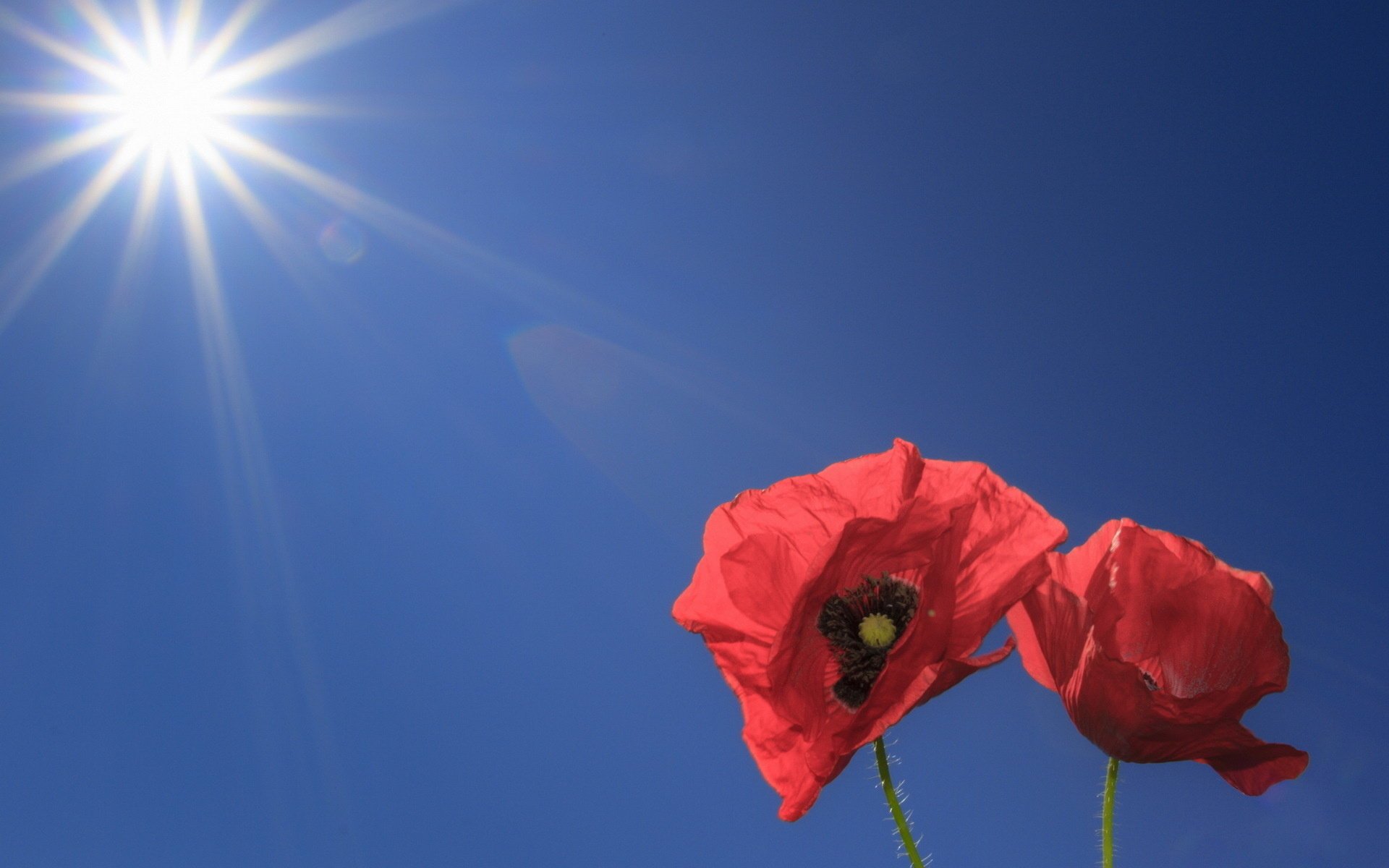 fleurs coquelicots ciel