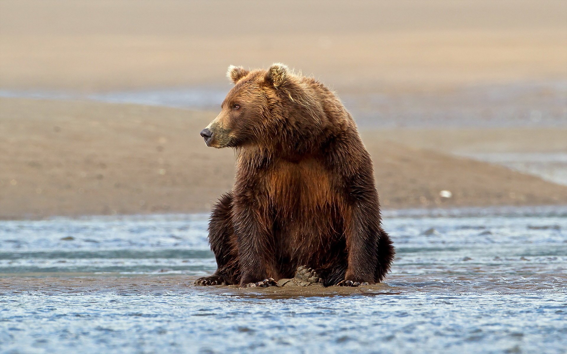 natura posa orso