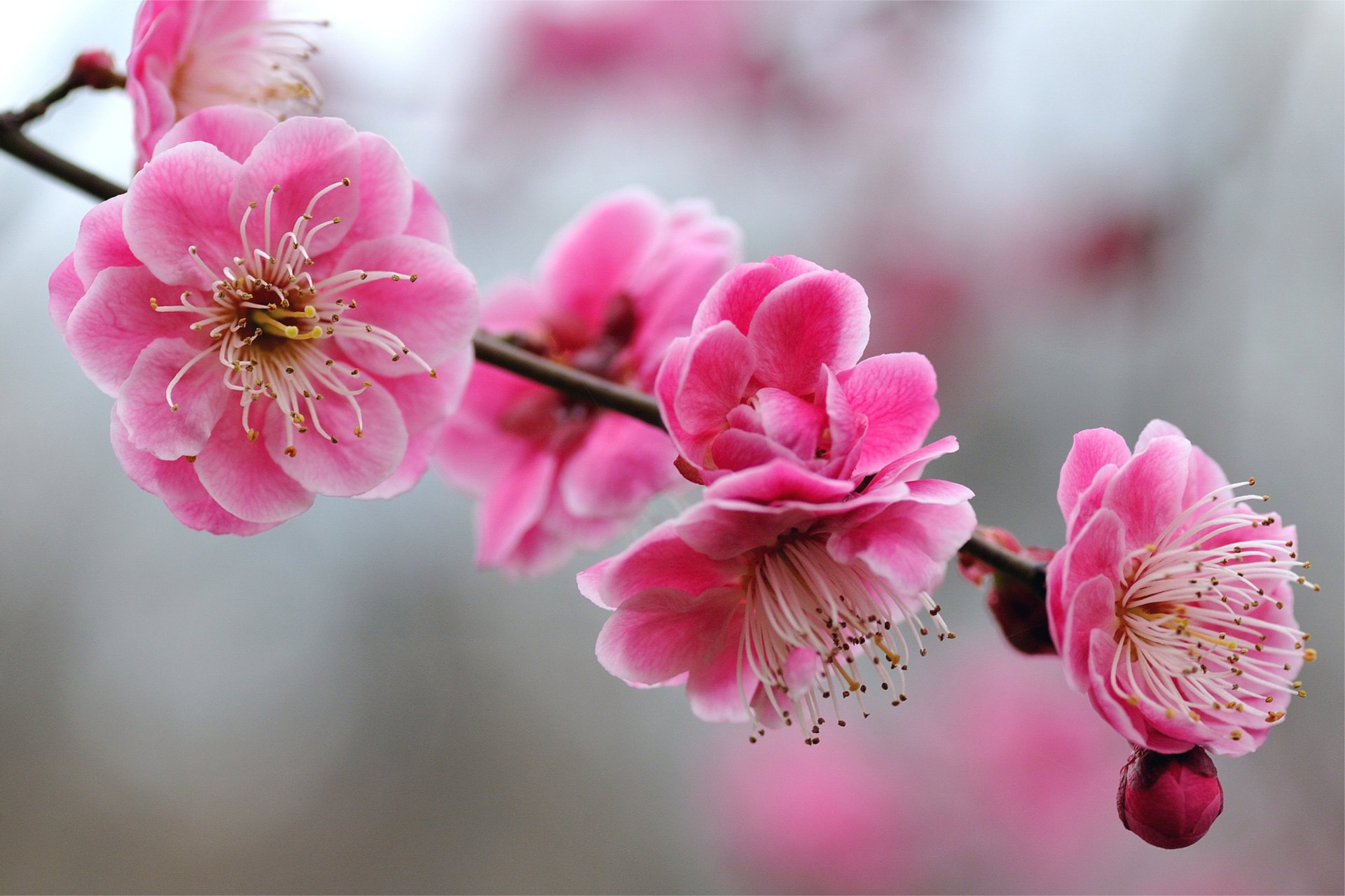 pink flowers petals buds branch sprig bright