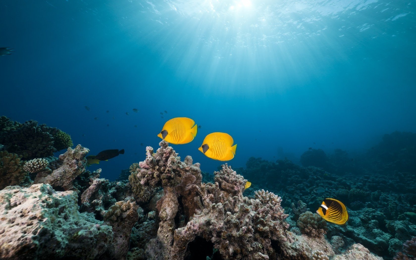 masked butterfly fish red sea tropical reef