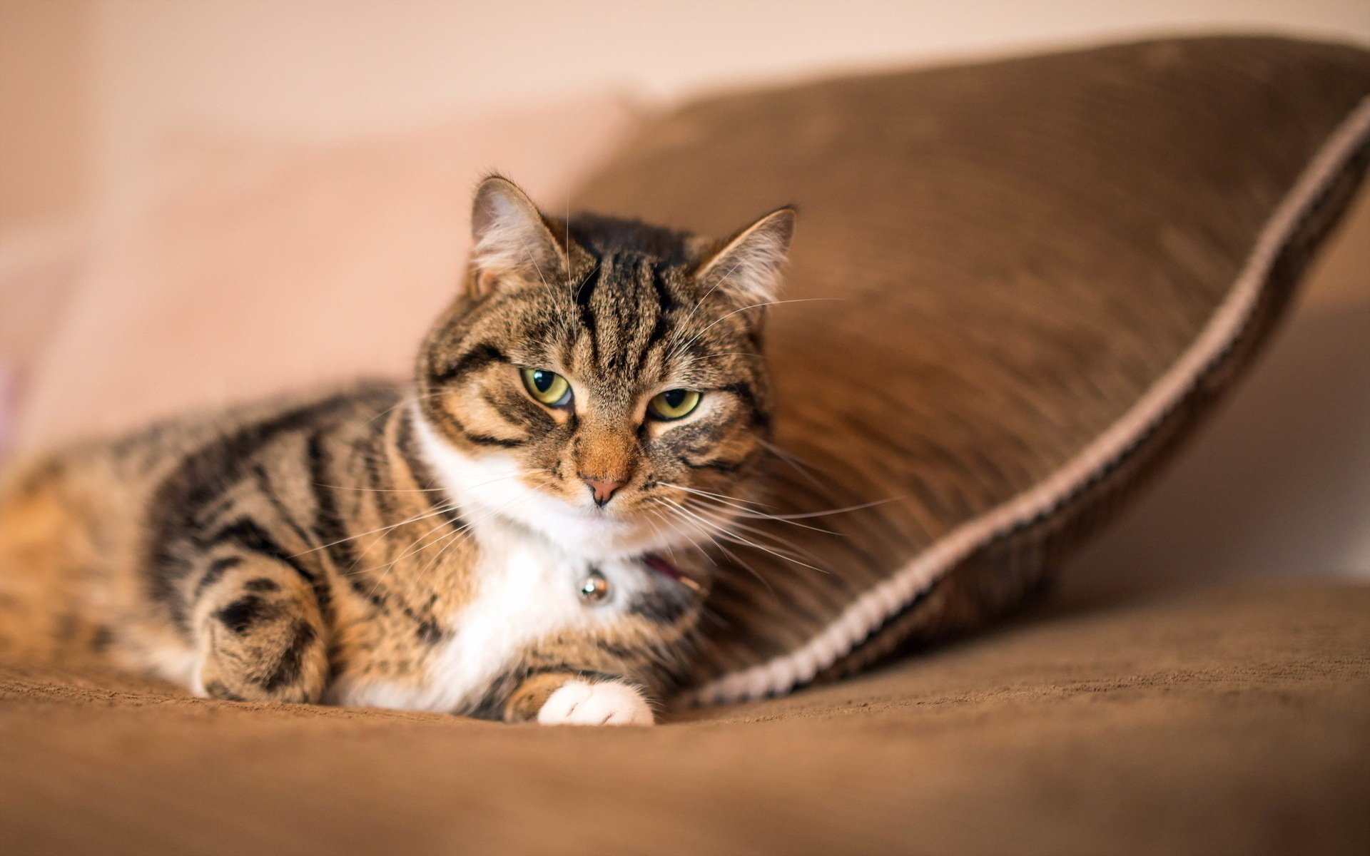 gato casa mirada