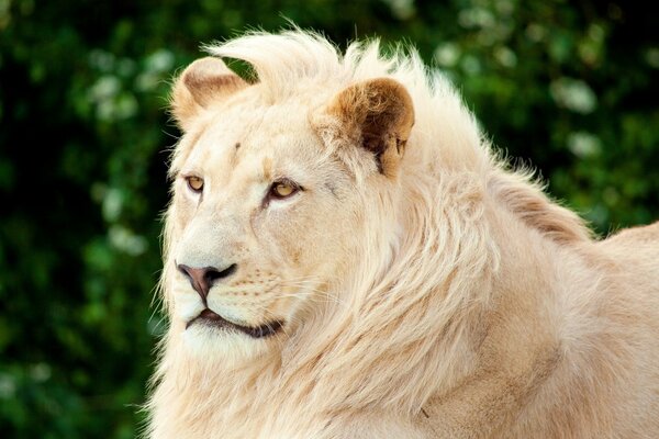 Lo sguardo del leone bianco sulla vittima