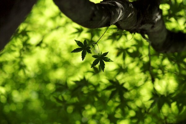 Hojas de arce contra un gran árbol de arce