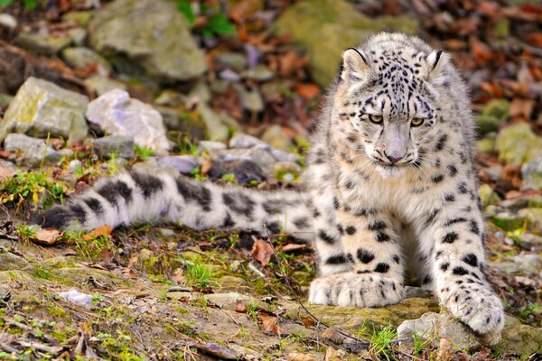 Las patas sanas de un pequeño leopardo de las Nieves