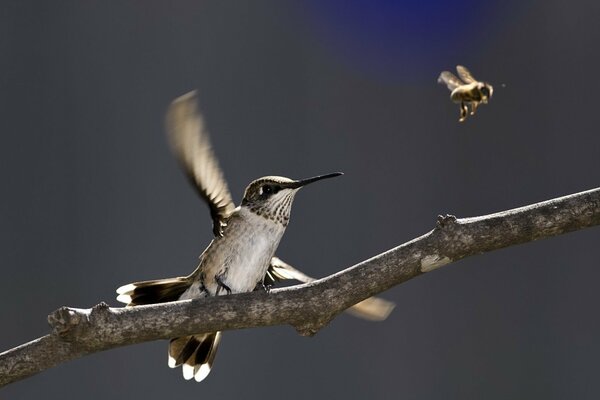 A bird on a branch looks at a bee