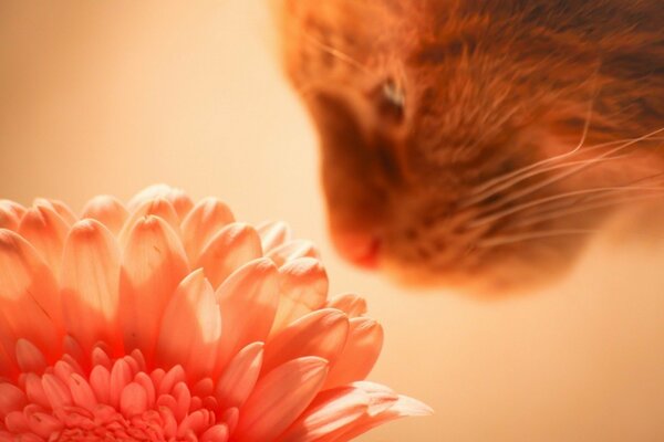 A cat sniffs a red flower