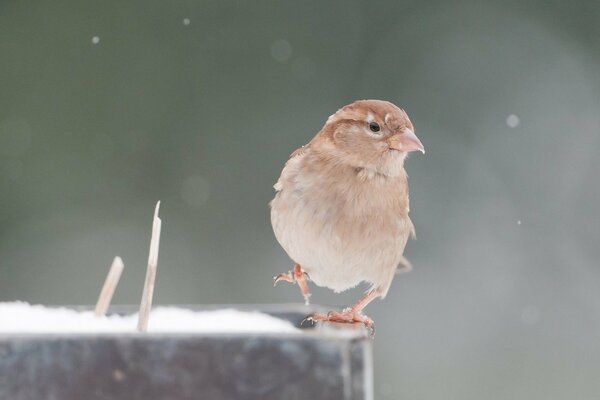 A sparrow in winter has raised one paw and looks sideways