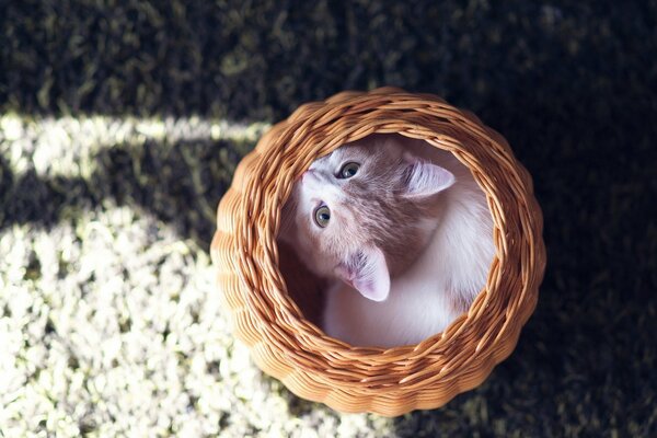 Chaton caché dans un panier en osier