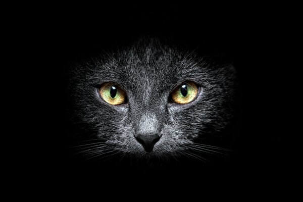 Cat s face on a black background