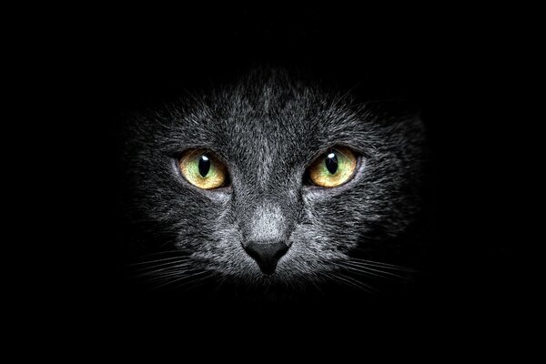 Cara de gato sobre fondo negro