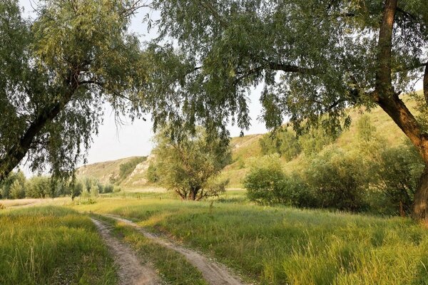 Ein ruhiger Sommerweg mit schönen Bäumen und einer Wiese