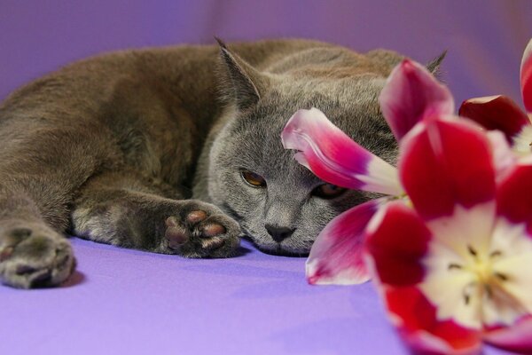 Katze mit Tulpen auf lila Hintergrund