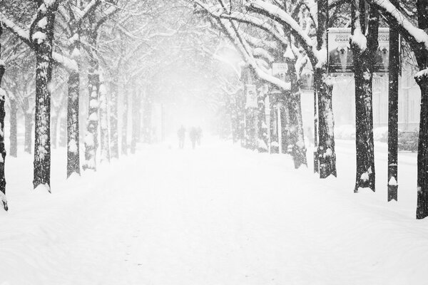 Verschneite Allee in der Winterstraße