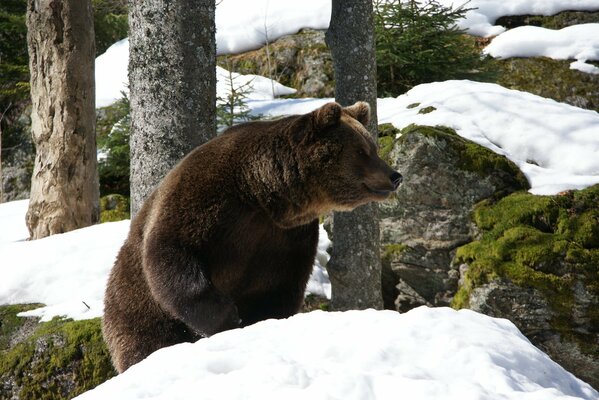 Oso Pardo en el bosque se prepara para hibernar