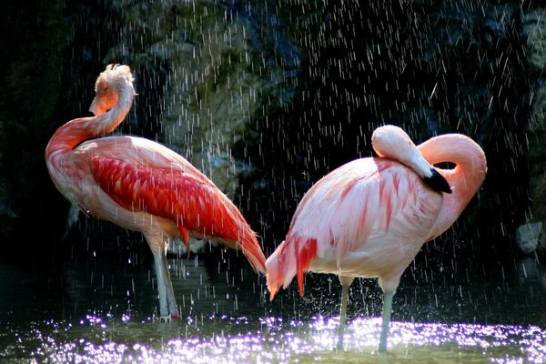 Pink flamingos are standing in the water in the rain with their heads bowed
