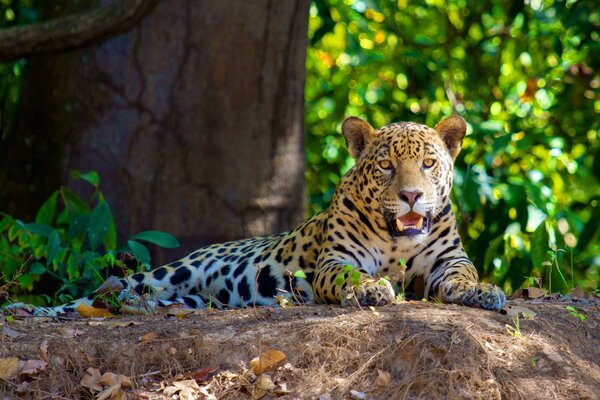 The jaguar is resting under the shade of a tree