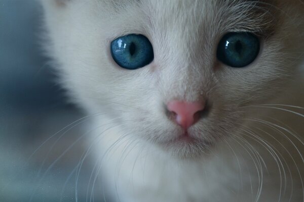 Museau d un chaton aux yeux bleus