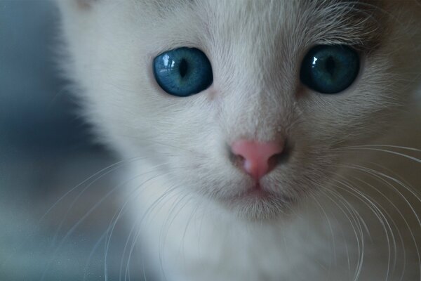 Faccia di gattino con gli occhi azzurri