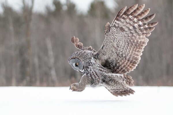 An owl flaps its wings in winter