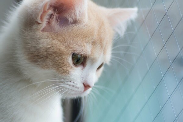 La mirada condenada de un pequeño gatito