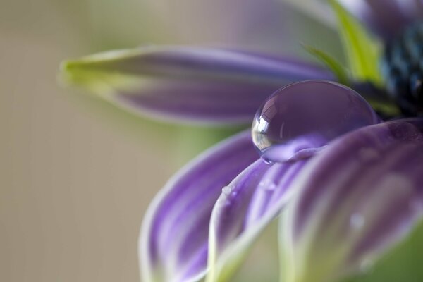 Goutte de rosée sur un pétale de lilas