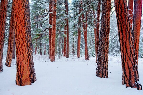 Winter forest. Trees in the snow