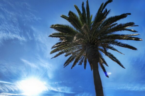 A tall palm tree against the blue sky