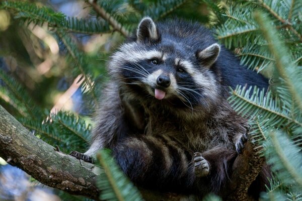 Mapache sentado en un árbol entre coníferas