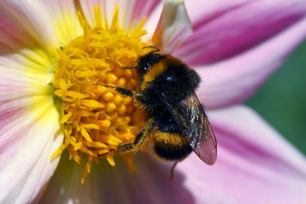 Bumblebee pollinates a beautiful pink flower