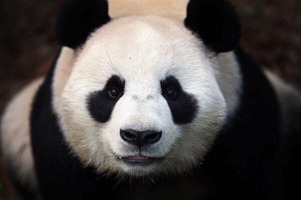 Ours Panda museau blanc et les yeux noirs