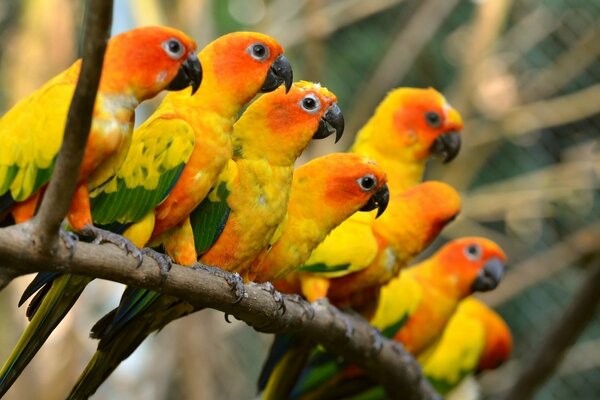 Bright yellow-orange parrots sit on a branch and look into the distance