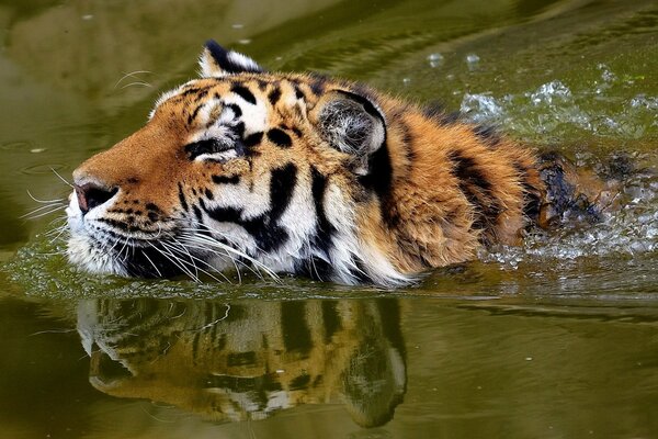 Natación del tigre bigote-rayado 