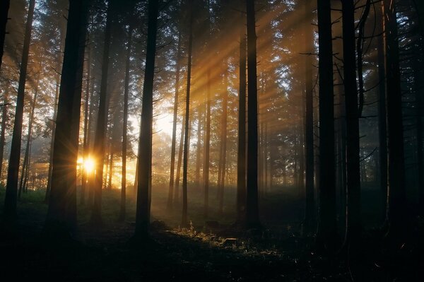 Les rayons sodnechnye dans la forêt tizom