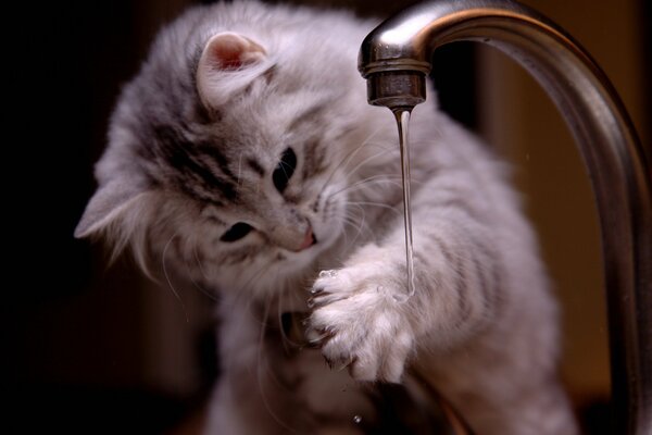 A small fluffy kitten drinks water from the tap