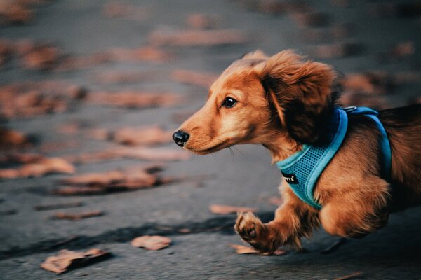 A dog runs in a blue collar through the autumn foliage