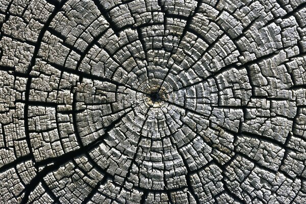 Texture du vieux bois en coupe